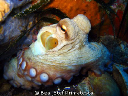 Octopus, Saint-Florent bay, Corsica. Canon Ixy 900 IS. by Bea & Stef Primatesta 